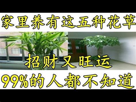 大葉植物 風水|風水師推薦：6種招財植物大公開